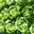 salades, ferme des tilleuls