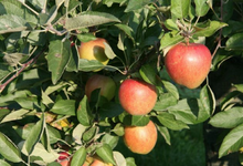 Pommes