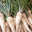carottes