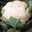 Choux Fleur