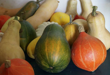 Courges et potiron