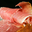 Porc Basque Kintoa
