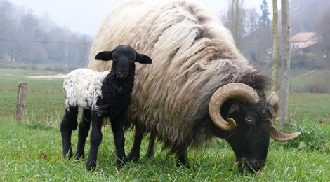 Colis viande d'agneau de lait - env. 6kg