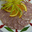 Andouille demi