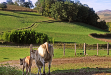 vente directe de veaux et bœufs élevés à la ferme, blonde d'Aquitaine