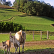 vente directe de veaux et bœufs élevés à la ferme, blonde d'Aquitaine