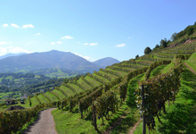 Ferme Larraldea, domaine Bordaxuria