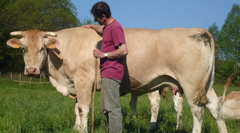 Viande de veau et de bœuf, blonde d'Aquitaine, FERME AROTXEX