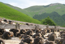 Ferme Etxeberrigaraia, Gaec Bi Herri