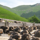 Ferme Etxeberrigaraia, Gaec Bi Herri