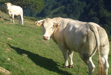 Ferme Xalbadorrenea