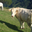 Ferme Xalbadorrenea