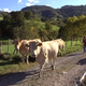 Ferme Apezetxea
