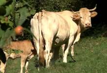 FERME APEZETXEA, Viande de veau et de bœuf