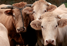 Ferme Etxemendibeherea 