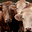 Ferme Etxemendibeherea 