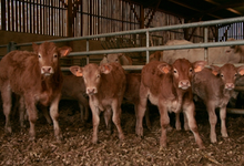 Ferme Etxemendibeherea 
