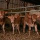 FERME ETXEMENDIBEHEREA , viande sur commande