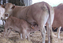 FERME ETXEBERRIA, viande bovine