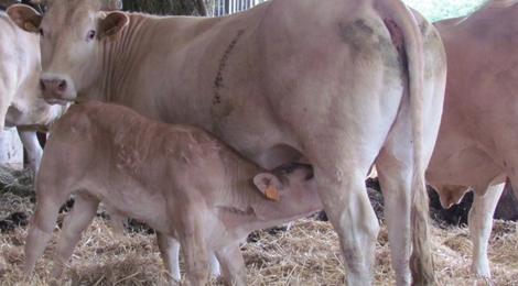 FERME ETXEBERRIA, viande bovine