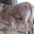 FERME ETXEBERRIA, viande bovine