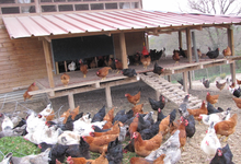 Oilotegia