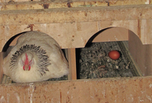 OILOTEGIA, Oeufs : Extra-frais