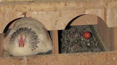 OILOTEGIA, Oeufs : Extra-frais