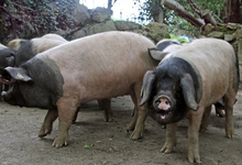 FERME XEDARRIA, GAEC Xedarria 