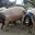 FERME XEDARRIA, GAEC Xedarria 