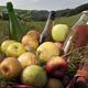 gaec Suhalmendi, jus de pomme