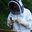 BESSON Olivier , apiculteur