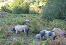Ferme Uhaldea