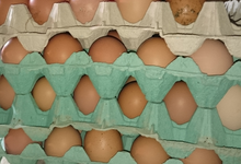 Amestoy Maritxu & Eric, oeufs de poule