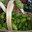 Feijoa