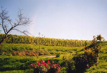 Clos Husté