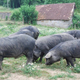 Charcuterie Oyharçabal "Comme à la Ferme", porc gascon