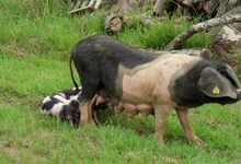 Ferme Arleia