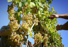 Domaine Capdevielle