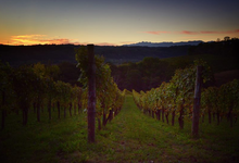 Domaine Capdevielle