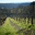 Domaine Capdevielle