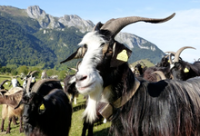 Ferme lahihanne, Clos Lahilhanne