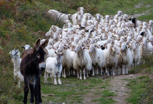 Ferme lahihanne, Clos Lahilhanne