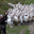 Ferme lahihanne, Clos Lahilhanne