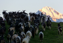 Ferme lahihanne, Clos Lahilhanne