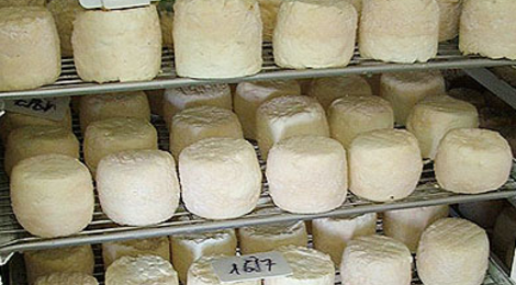 Ferme Lahilhanne, fromages de chèvre de race pyrénéenne