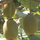 Kiwis
