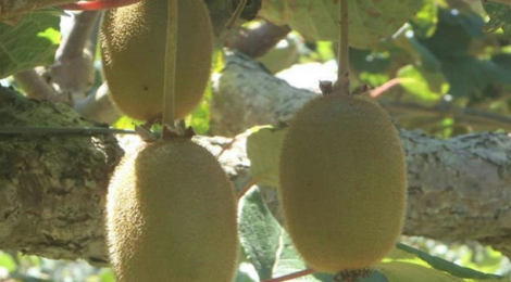 Kiwis