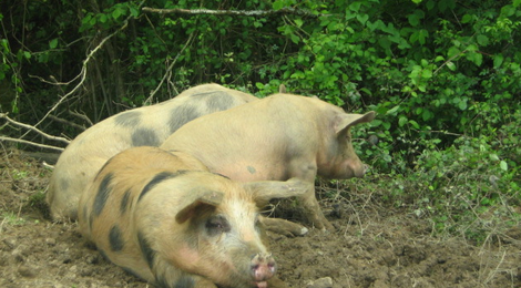 Ferme Bacquet,  Caissette de porc sous vide