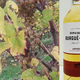 domaine de Burgué-Séré, Jurançon Palombière